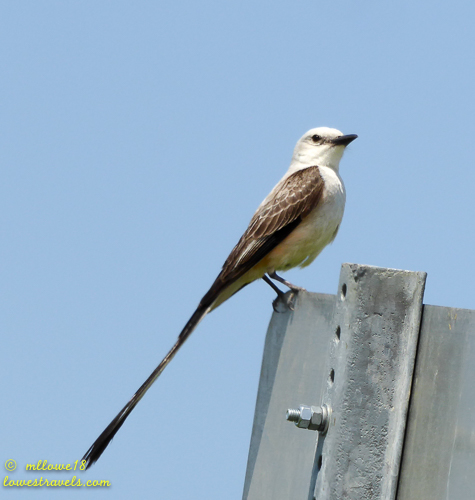 Scissor-tailed Flycatcher