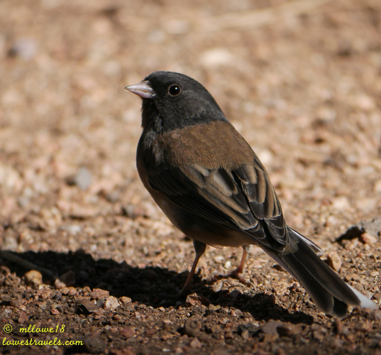 Dark-eyed Junco