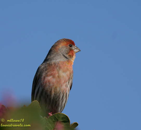 House Finch
