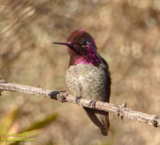 Anna's Hummingbird