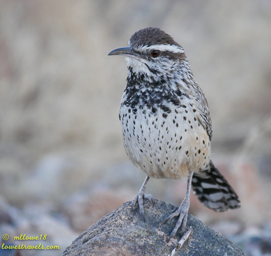 Cactus Wren