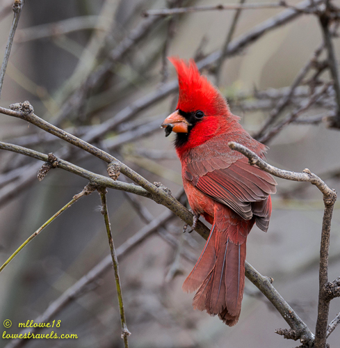 Northern Cardinal