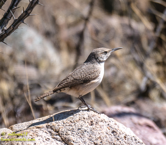 Rock Wren