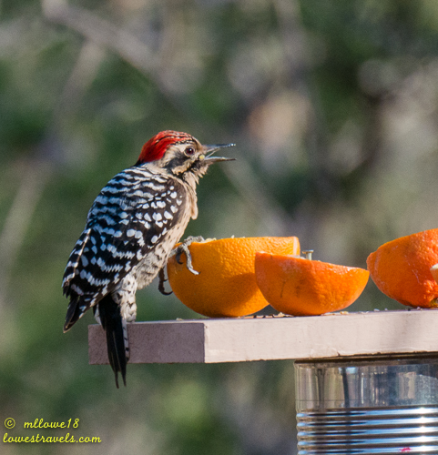 Ladder-back woodpecker