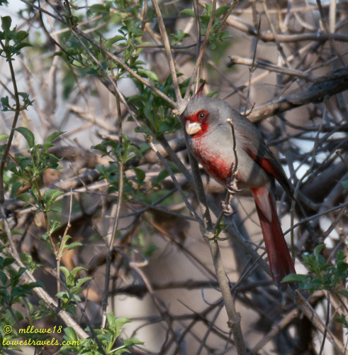 Pyrrhuloxia