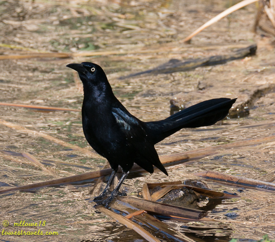 Common Grackle