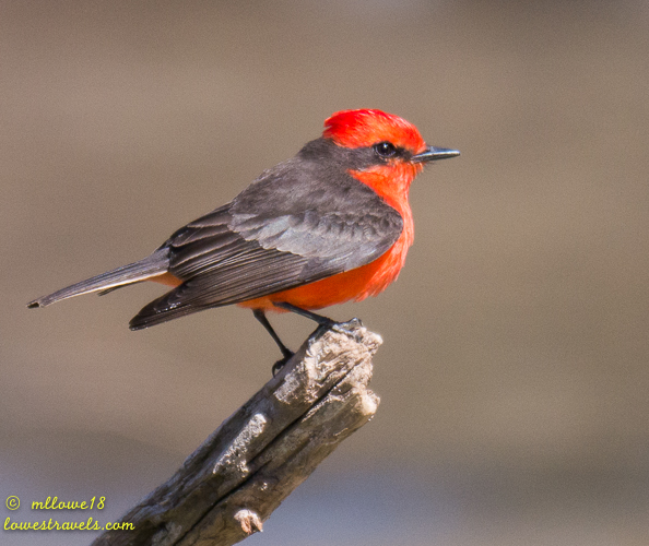 Vermillion Flycatcher