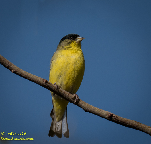 Lesser Goldfinch