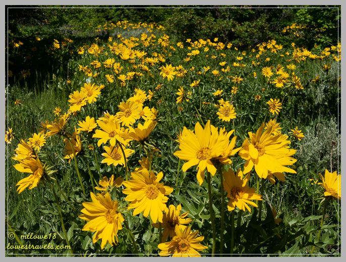 Arrow leaf Balsam root