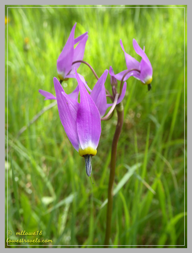 Stunning and Scenic Stanley, Idaho