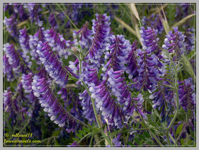 Purple Vetch