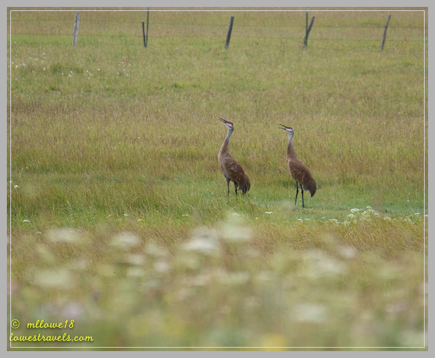 Sandhill Crane