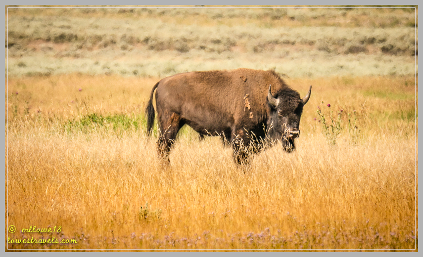 Bison