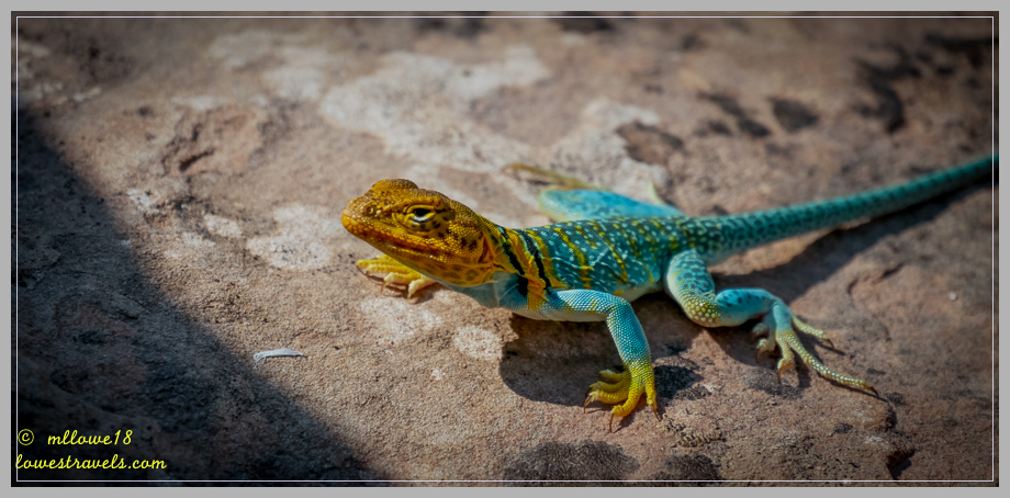 Yellow-headed collared Lizard