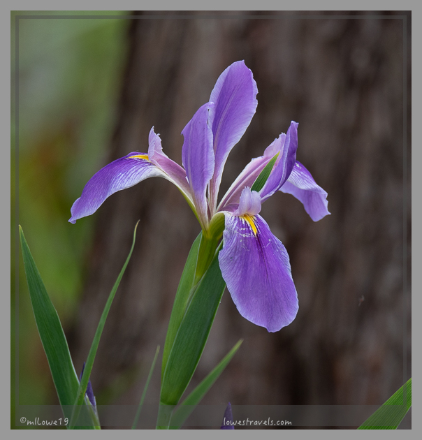 Louisiana Iris