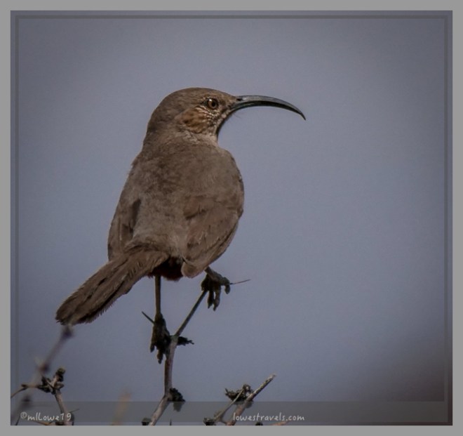 The greeter-Crissal Thrasher