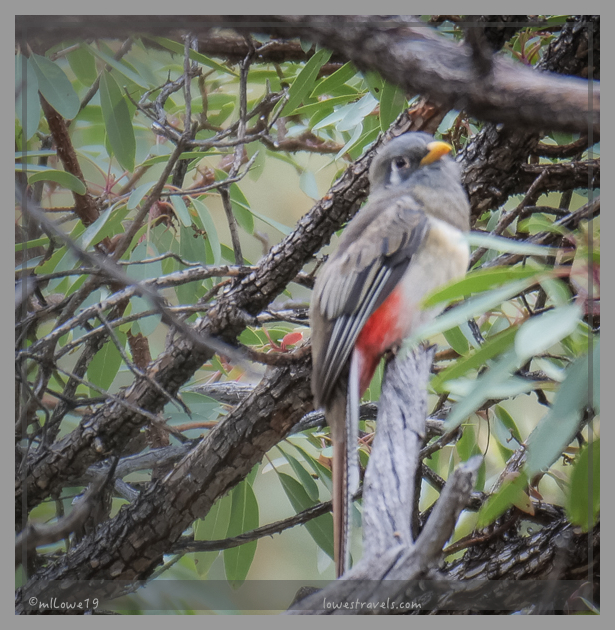 Elegant Trogon