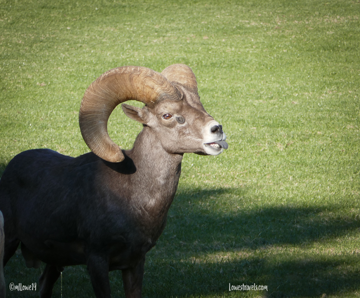 Visiting friends in Boulder City, Nevada