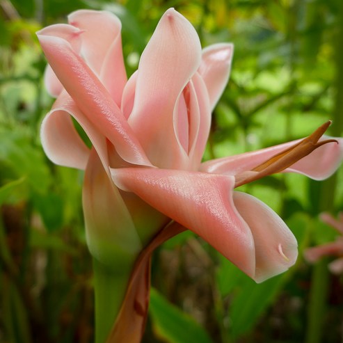 Peach Ginger