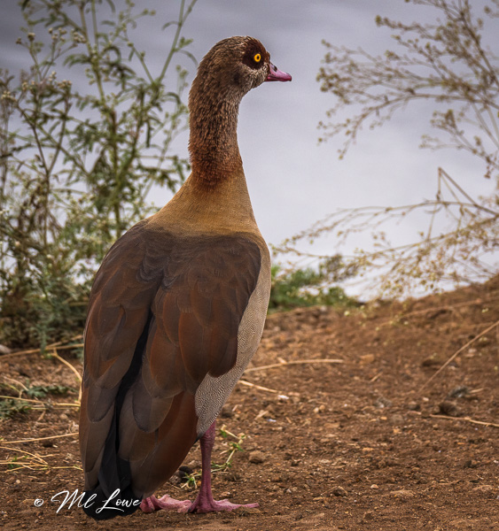 A side view of a brown and gray waterfowl standing on the shore, with a blurred background of water and vegetation.