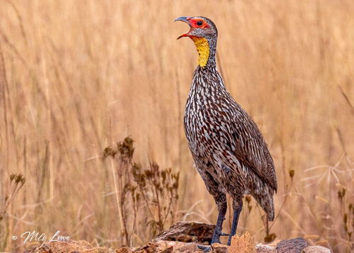 A bird standing on a rocky surface, calling, with a speckled body, red facial features, and a yellow throat, surrounded by tall grass.
