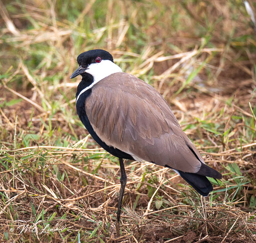 A close-up of a black and white bird with a distinct collar, standing on one leg in a grassy field.