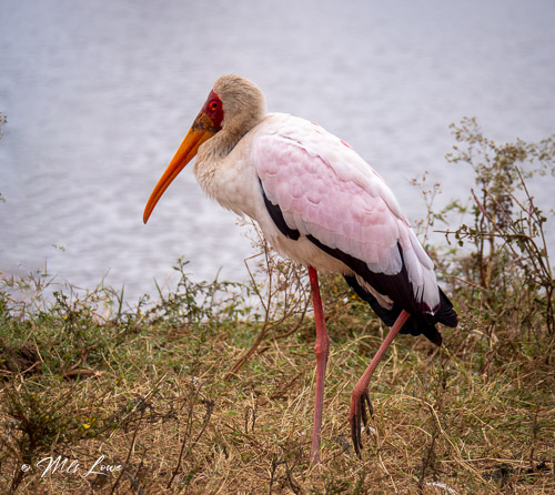 A yellow-billed stork standing on one leg near a body of water, surrounded by grass and vegetation.