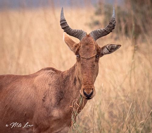 Our African safari stop-over -Nairobi, Kenya