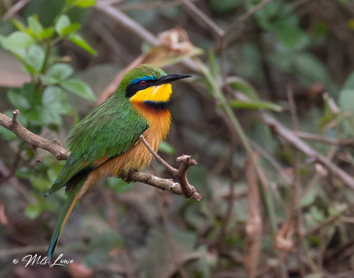 A colorful bird with green feathers, an orange chest, and a black and blue head perched on a branch amidst blurred foliage.