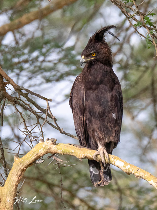 A dark bird of prey with a distinctive crest perched on a branch, surrounded by greenery.