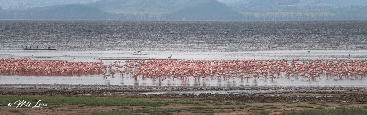 A large flock of pink flamingos gathered in shallow water near a shoreline, with some birds standing and others resting, all set against a backdrop of a distant landscape.