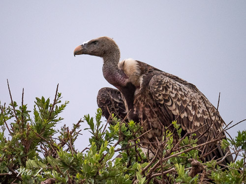 A vulture perched on a tree, with its distinct beak and feathers visible against a cloudy sky.