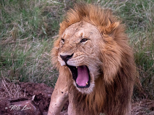 Where the Wild Things are -Kenya