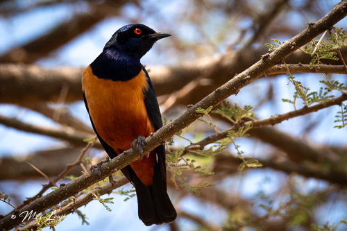 A vibrant bird perched on a branch, featuring a black head, bright orange belly, and dark wings, with red eyes, set against a blurred natural background.