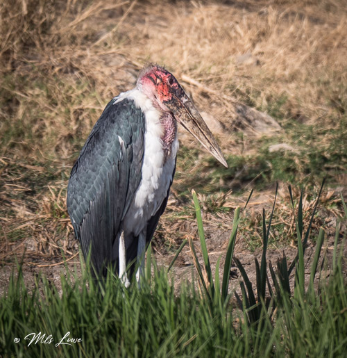 A solitary marabou stork standing among tall grass, featuring a distinctive large beak and dark feathers.