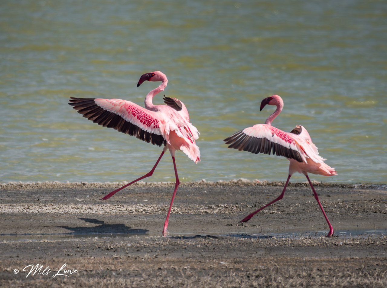 Two pink flamingos walking gracefully along the shore, with a water background.