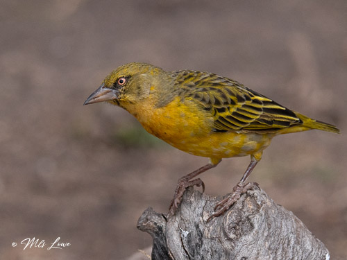 A vibrant yellow and green bird perched on a log, showcasing its distinctive features and a curious expression against a blurred background.