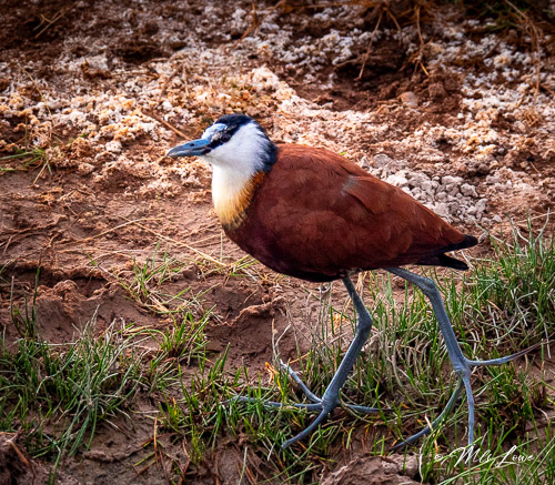 African Jacana