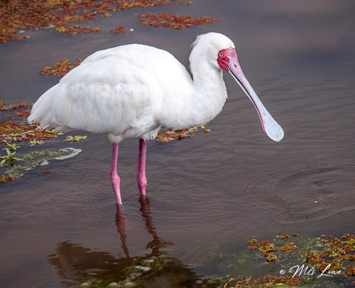 African Spoonbill