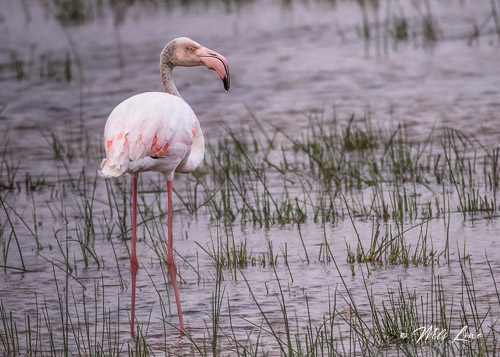 Lesser Flamingo