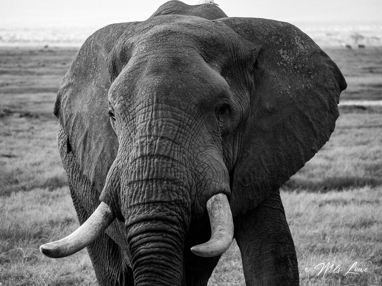 Amazing Amboseli National Park- Kenya