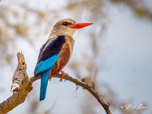 A colorful kingfisher perched on a branch, displaying vibrant blue and brown plumage with a distinct red beak.