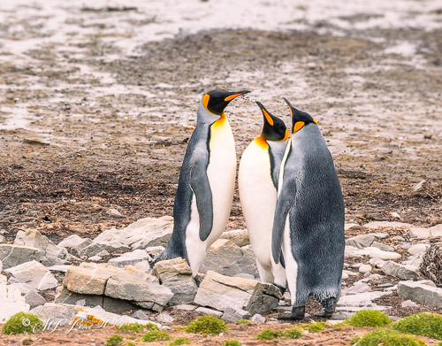 Three king penguins standing on rocky terrain with moss in the foreground.