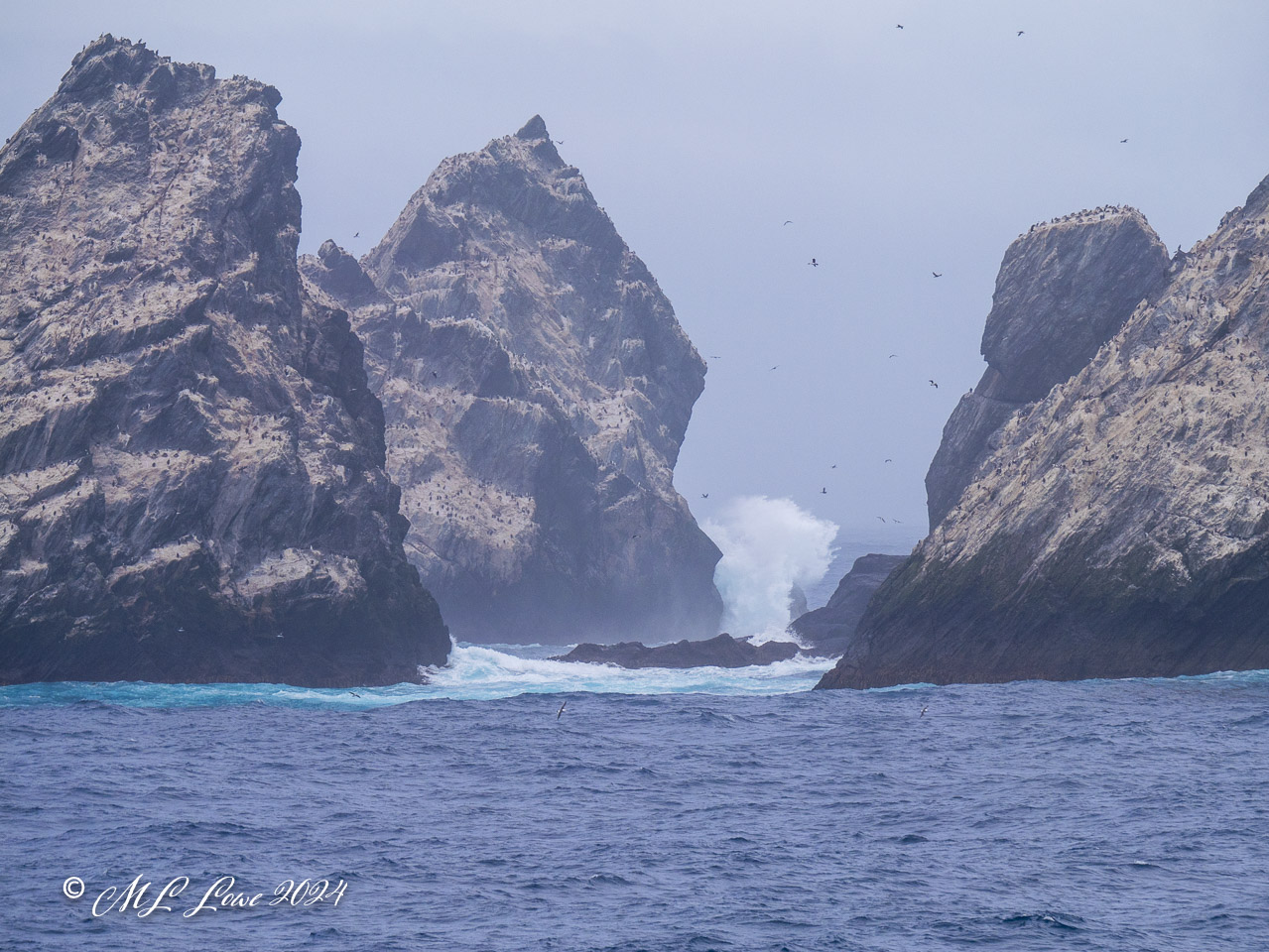 Shag Rocks