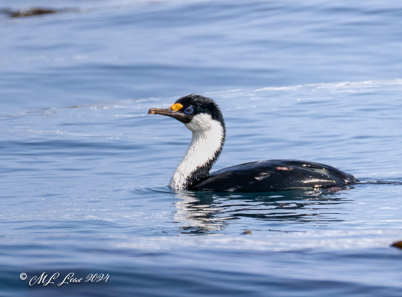 A cormorant swimming in calm water, displaying a distinctive black and white plumage with a yellow patch on its forehead.
