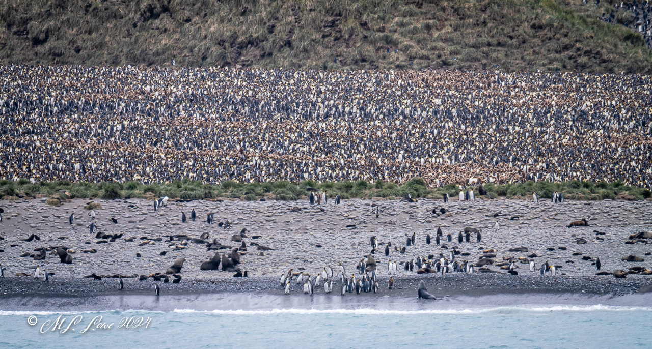 A large colony of penguins on a rocky beach, surrounded by seals and grass-covered hills in the background.