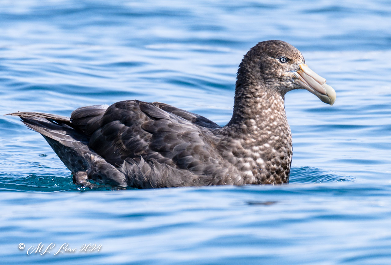 Giant Petrel