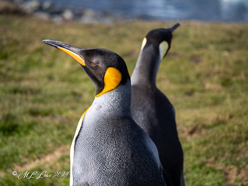 Two king penguins standing outdoors with one facing forward and the other turned slightly away, basking in the sunlight.