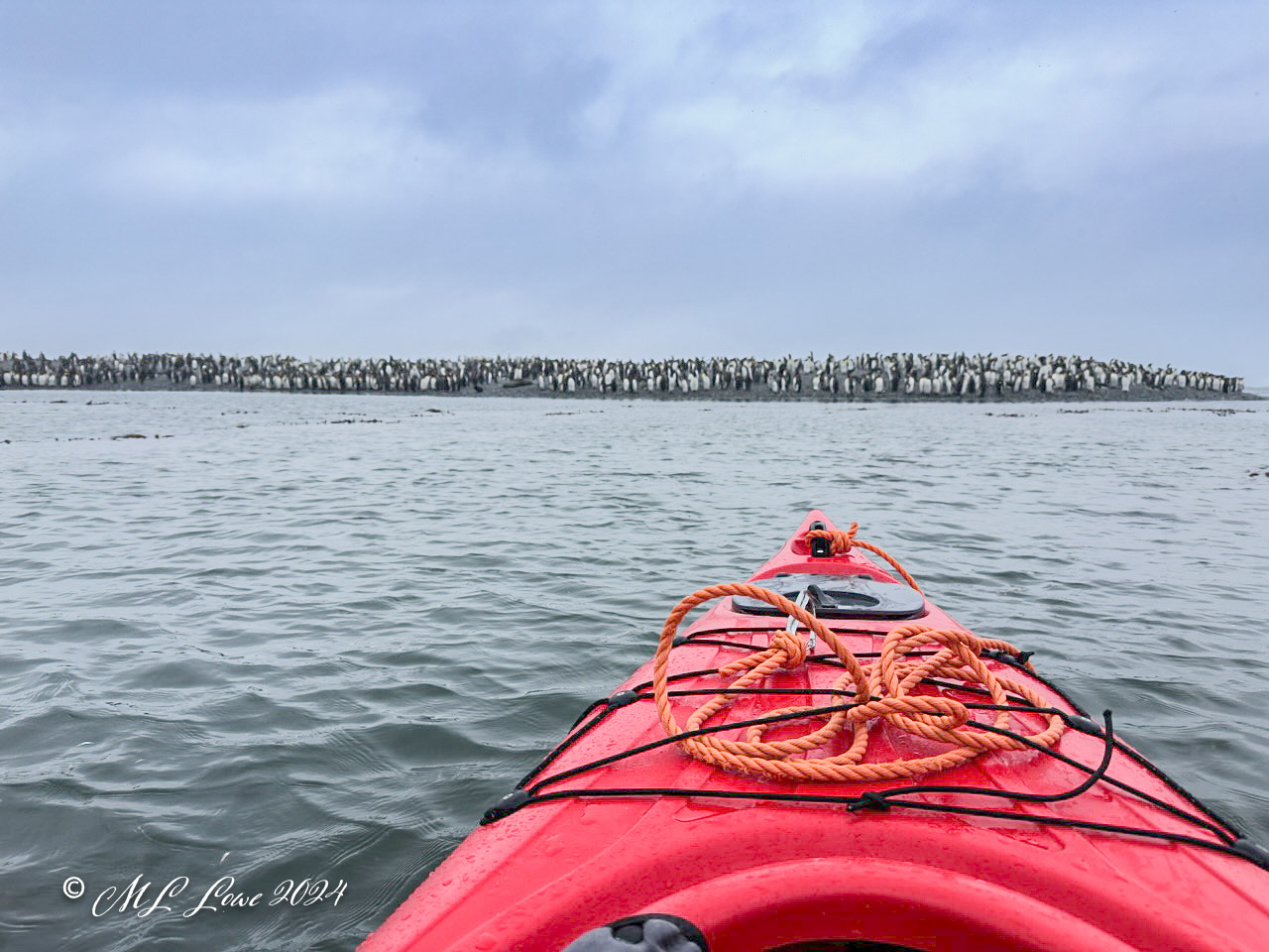 King Penguins