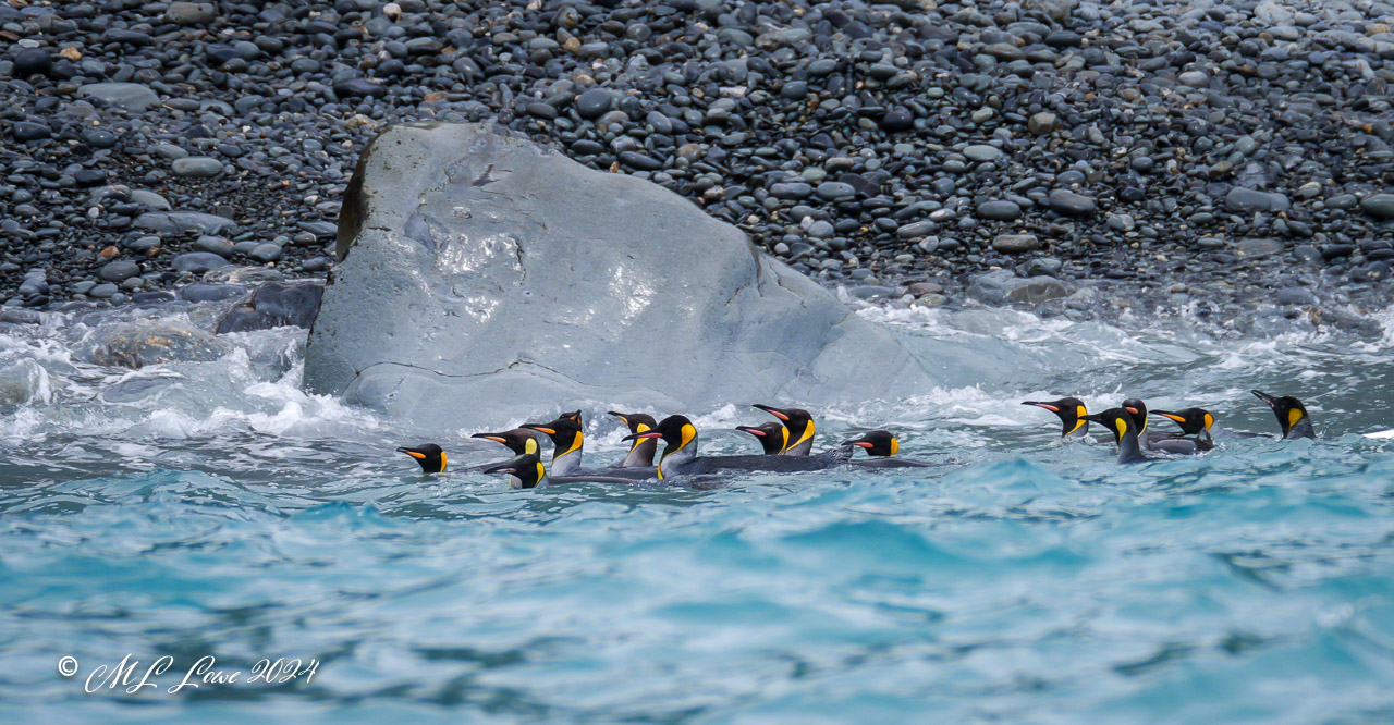 Raft of King Penguins